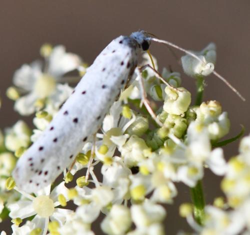 Yponomeuta sp.